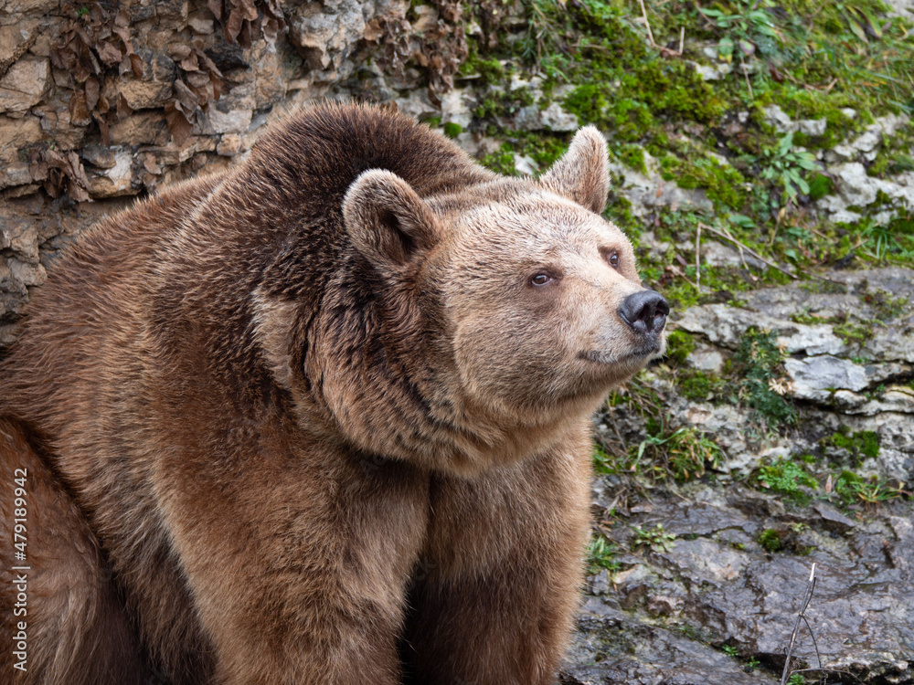 Brown bear (Ursus arctos) in the highlands Brown bear (Ursus arctos) in the highlands