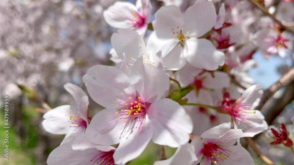風に揺れる滋賀県野洲市三上の桜 風に揺れる滋賀県野洲市三上の桜