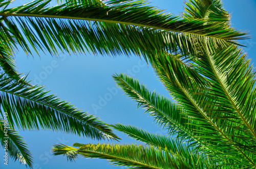 Tropical palm leaves background. Summer holiday concept