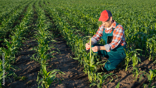 Middle age male caucasian maize farmer with tape measure and tablet computer kneeled for inspection corn stalks