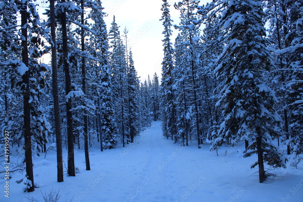 Fototapeta premium Yukon Territory, Canada