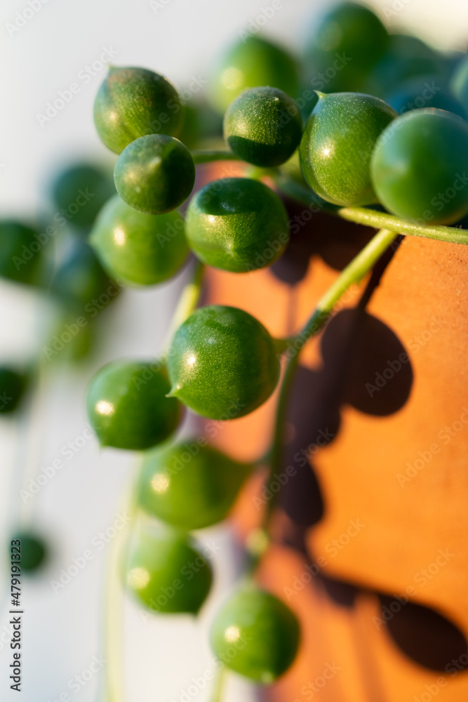 Closeup leaves of Senecio rowleyanus in terracotta pot, sunlight. Variety of succulents in Africa. Love plants. Closeup leaves of Senecio rowleyanus in terracotta pot, sunlight. Variety of succulents in Africa. Love plants.