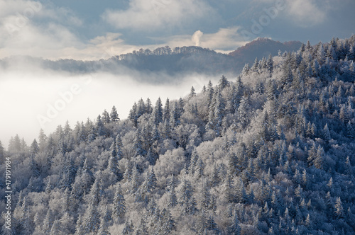 Foggy winter landscape from Clingman's Dome of frosted forest, Great Smoky Mountains National Park, Tennessee, USA