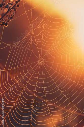 Spider Web