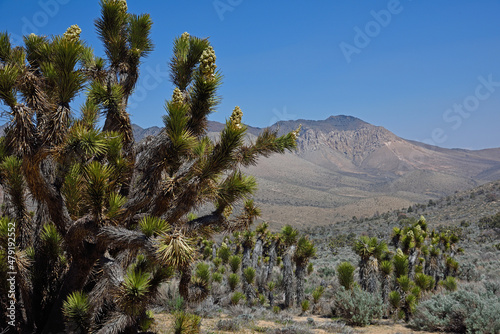 Flowering yucca plant Mojave Desert.
