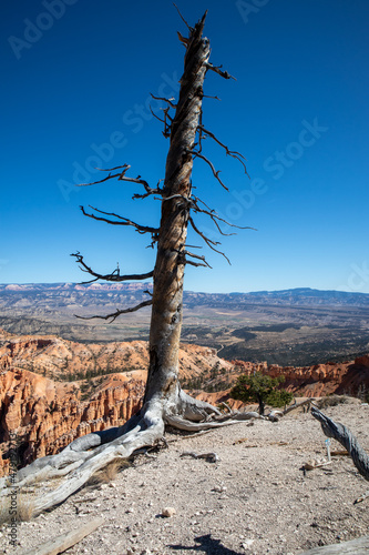 An old dead tree at Bryce Canyon, Utah USA © Nico