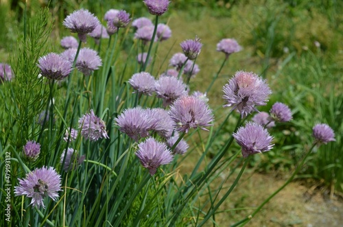 Blooming chive  scientific name Allium altyncolicum