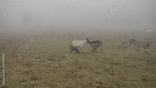 Fighting goats on a foggy day. Little goats jumping around