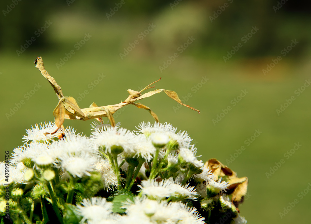 Mclay Stick Insect Extatosoma tiaratum, commonly known as the spiny leaf insect, the giant ...