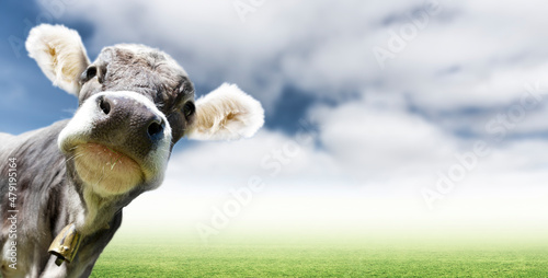 Junge Kuh auf einer Weide schaut direkt in die Kamera photo