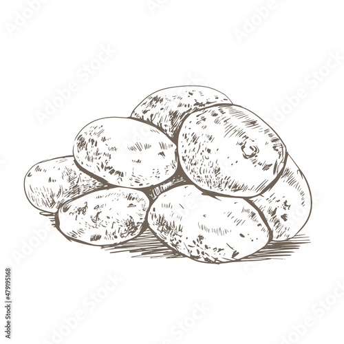 Potato sketch drawing. Potatoes on a white background in retro style. Washed unpeeled potatoes