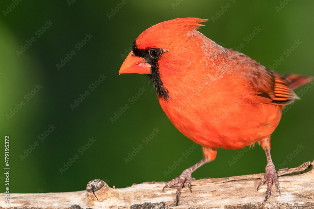 Northern Cardinal Perched on a Tree Branch Northern Cardinal Perched on a Tree Branch