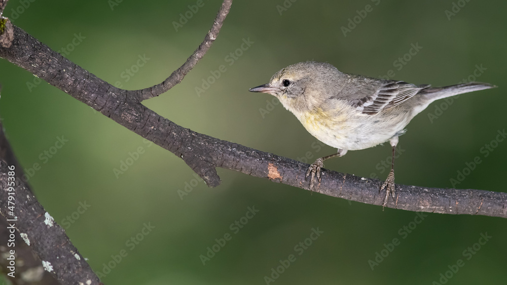 Little Pine Warbler Perched in the Slender Tree Branches Little Pine Warbler Perched in the Slender Tree Branches