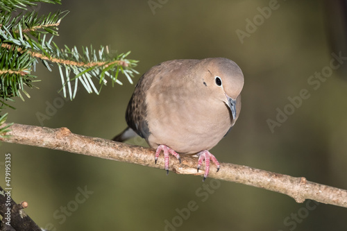 Mourning Dove Resting in an Evergreen Tree
