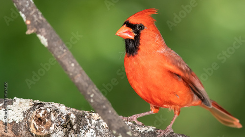 Northern Cardinal Perched on a Tree Branch © rck