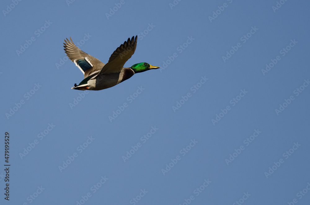 Obraz premium Mallard Duck Flying in a Blue Sky