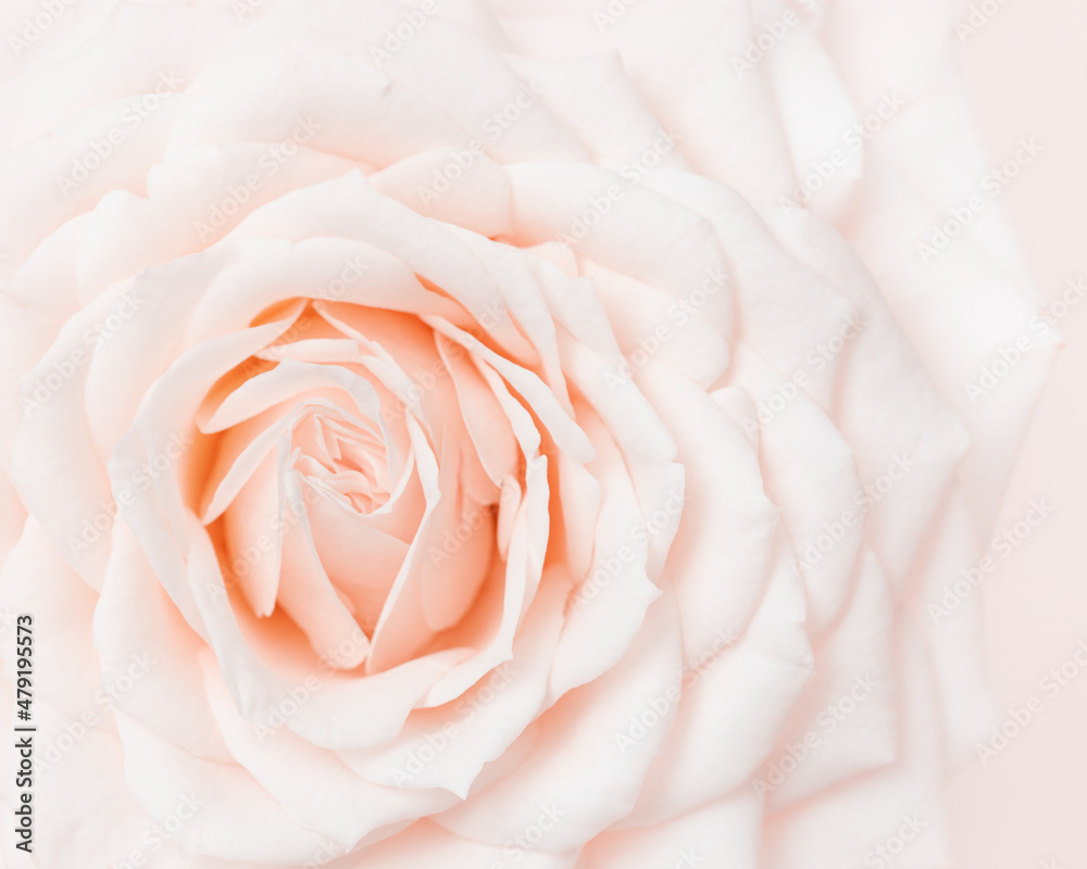Close up white pink rose flower, delicate macro petals cream pastel colors,  aesthetic floral background. Fresh tender bloom rose, fon for  congratulations or wallpaper. Soft focus nature flowery Stock Photo | Adobe