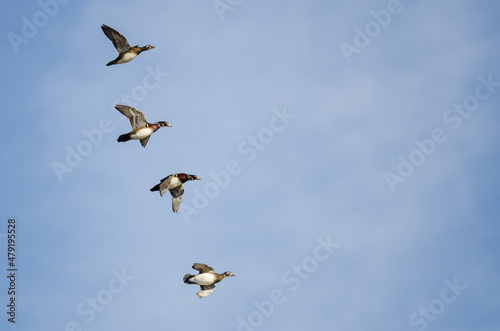 Flock of Wood Ducks Flying in a Blue Sky