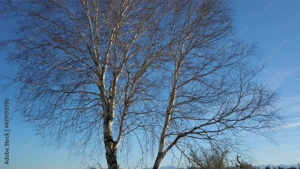 Blattlose Birke vor blauem Himmel, Bayern, Deutschland Blattlose Birke vor blauem Himmel, Bayern, Deutschland