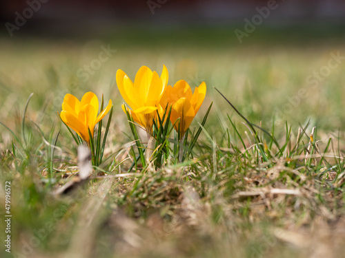 Crocus flowers blooming in spring