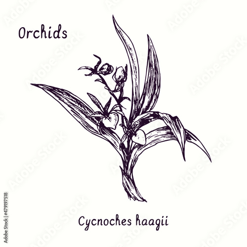 Cycnoches hagii orchids flower collection. Ink black and white doodle drawing in woodcut style with inscription. photo