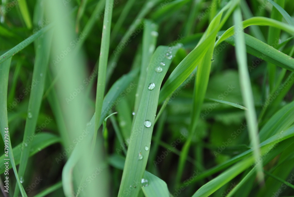 Grass in the park, garden, meadow. Macro. Beautiful wallpaper. Grass in the park, garden, meadow. Macro. Beautiful wallpaper.