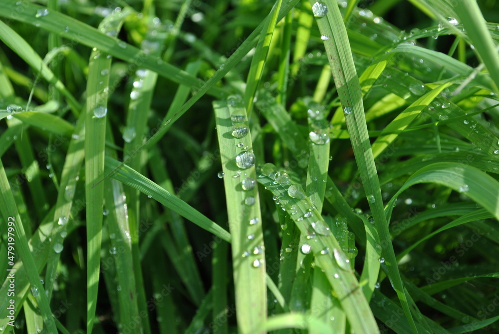 Grass in the park, garden, meadow. Macro. Beautiful wallpaper. Grass in the park, garden, meadow. Macro. Beautiful wallpaper.