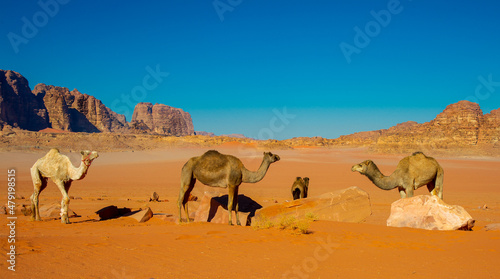 Camels in the Wadi Rum desert in Jordan © Mugur