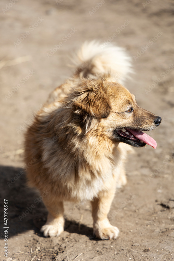 A small red fluffy dog with a tongue sticking out.