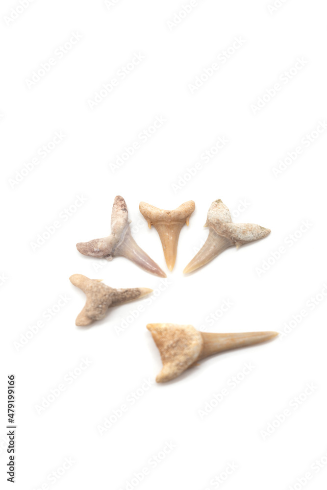 Isolated photos of fossilized shark teeth Isolated photos of fossilized shark teeth