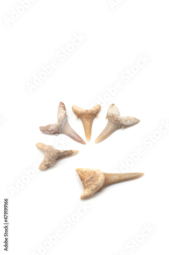 Isolated photos of fossilized shark teeth