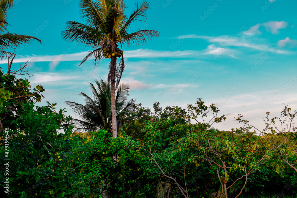 Floresta tropical. Céu azul.