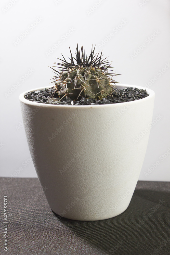 chinese cactus in white pot with soft light chinese cactus in white pot with soft light