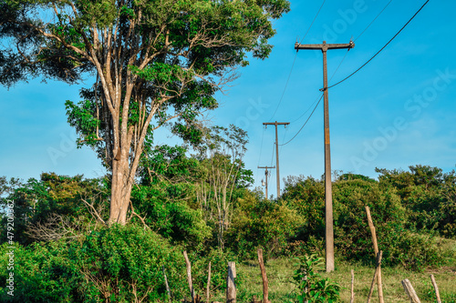 Sequencia de postes elétricos, floresta tropical
