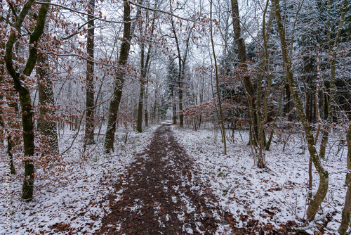 Wallpaper Mural Wanderweg im Wald mit etwas Schnee Torontodigital.ca