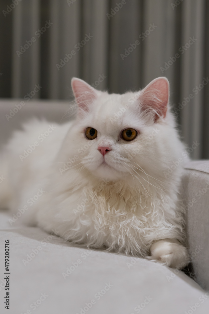 White chinchilla persian cat looking. White cat fluffy fur