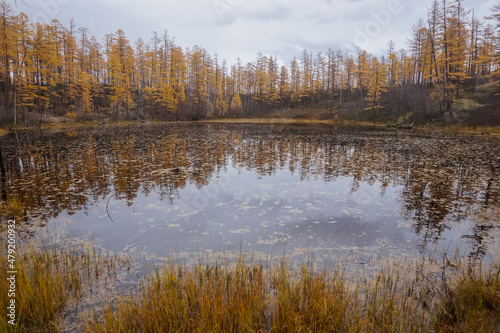 Fototapeta Naklejka Na Ścianę i Meble -  A beautiful taiga lake among the larch trees