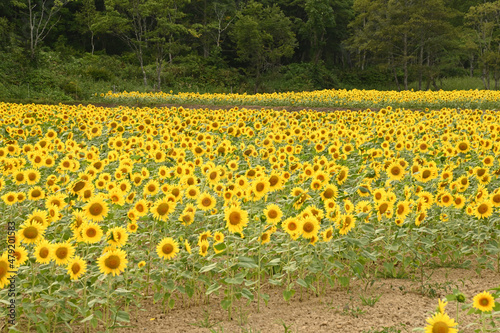 北海道の広大なひまわり畑。花はみんな同じ向き。