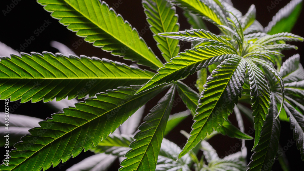 Mature marijuana plant with bud and leaves. Marijuana plant texture on an indoor cannabis farm.The concept of Indoor grow marijuana. medical marijuana concept,alternative herb medicine. Mature marijuana plant with bud and leaves. Marijuana plant texture on an indoor cannabis farm.The concept of Indoor grow marijuana. medical marijuana concept,alternative herb medicine.