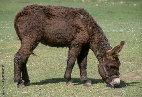 Ane, baudet du Poitou