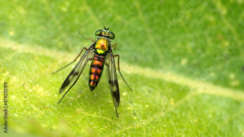 Long-legged fly on a leaf in Cotacachi, Ecuador photo