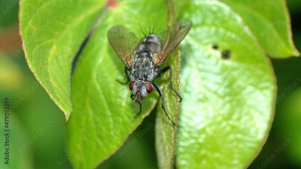 Tachinid fly on a leaf in Cotacachi, Ecuador Tachinid fly on a leaf in Cotacachi, Ecuador