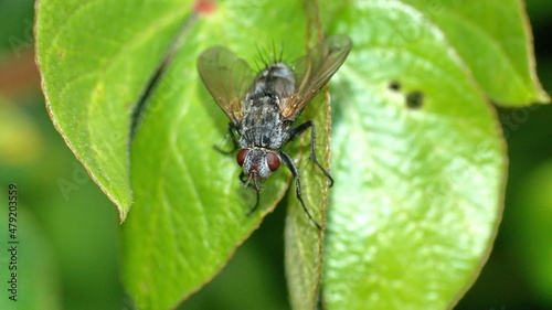 Tachinid fly on a leaf in Cotacachi, Ecuador