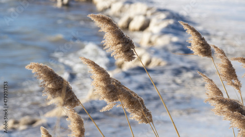 Common reed - aka phragmites - waving in the wind along a snowy Lake Michigan beach in winter.