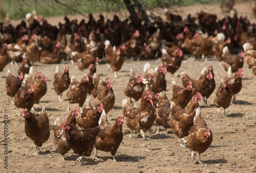 Fotografi élevage de poules pondeuses en plein air