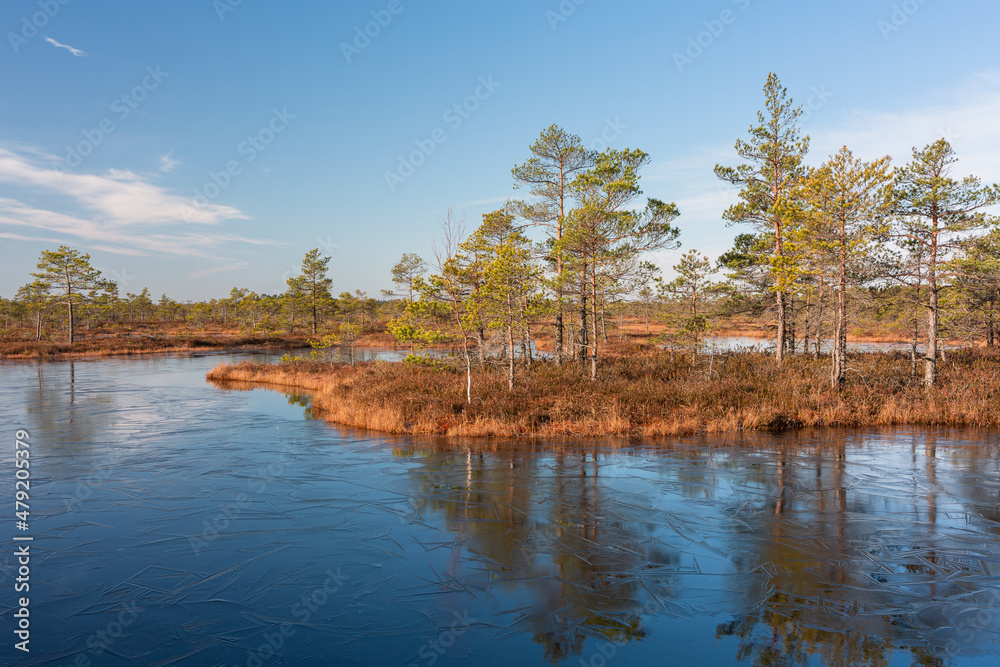 Sunny Morning in Kemeri National Park