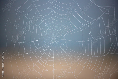 Web design in nature, created by insects on a nice blurry background.
