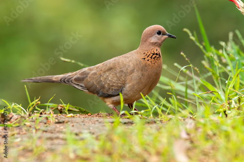 A laughing dove sitting on a small branch of a bush on the outskirts of Bangalore on a cloudy day