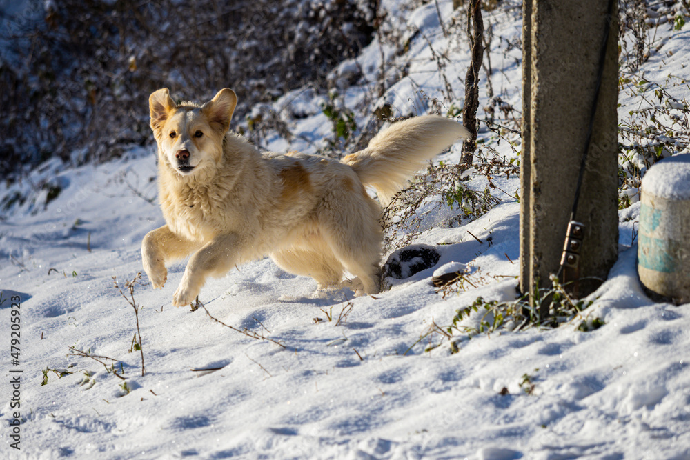 Cute dog playing in the snow Cute dog playing in the snow