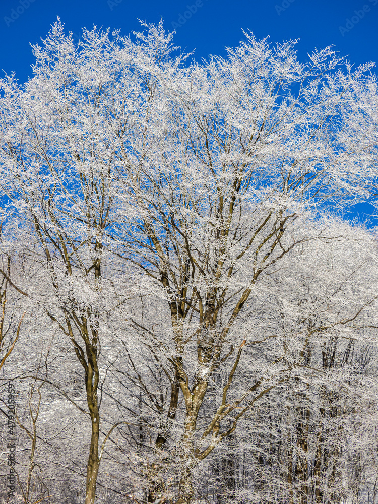 Winter landscape Winter landscape